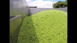 Loading peas/Pea vining/Swaythorpe growers pea harvest