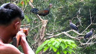Berburu burung pergam hitam gunung di spot rombongan ayam hutan