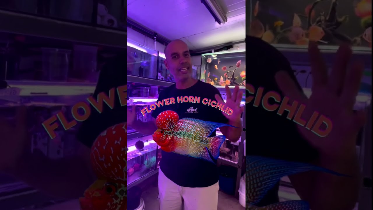 דג הפלאוור הורן, שימי מהאח הגדול… אוהבים אותו? יש לכם כזה? מוזמנים לצפות ולהגיב. 08-9957774