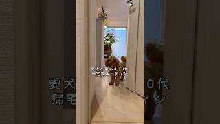After-work routine with my dog🐶 #doglove #doggielife #dogshorts #dogvideos #cutedog #dog