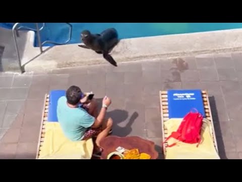 Sea Lion Comes On Land, Swims In Pool And Steals Man's Chair