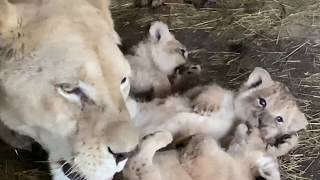 Такая МИЛОТА !!! Детки льва Олежки и их заботливая мама !!!