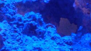 digitate hydroid in marine aquarium