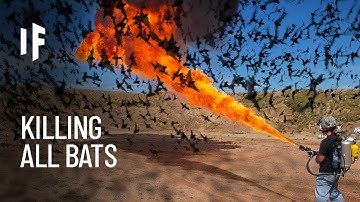 What If All Bats Disappeared?