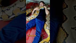 Sleeping with python. #indonesia #pythonsnake #reticulatuspython