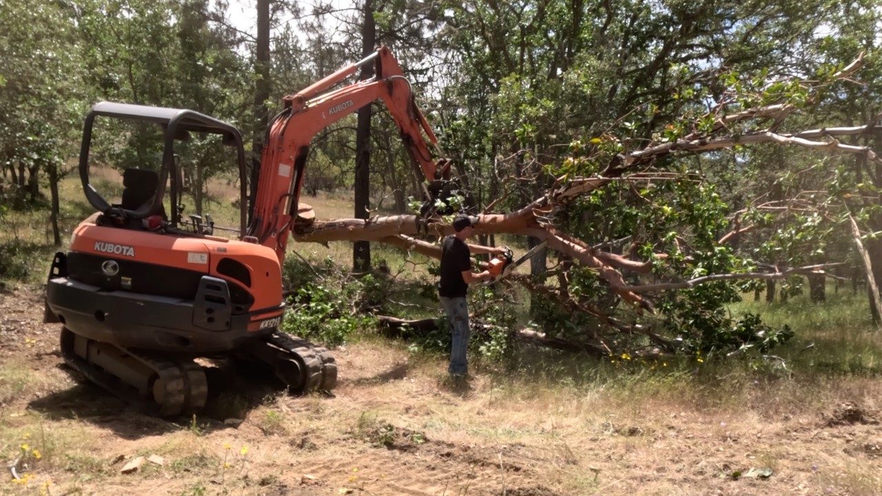 Cutting Down a Dead Madrone Tree - YouTube