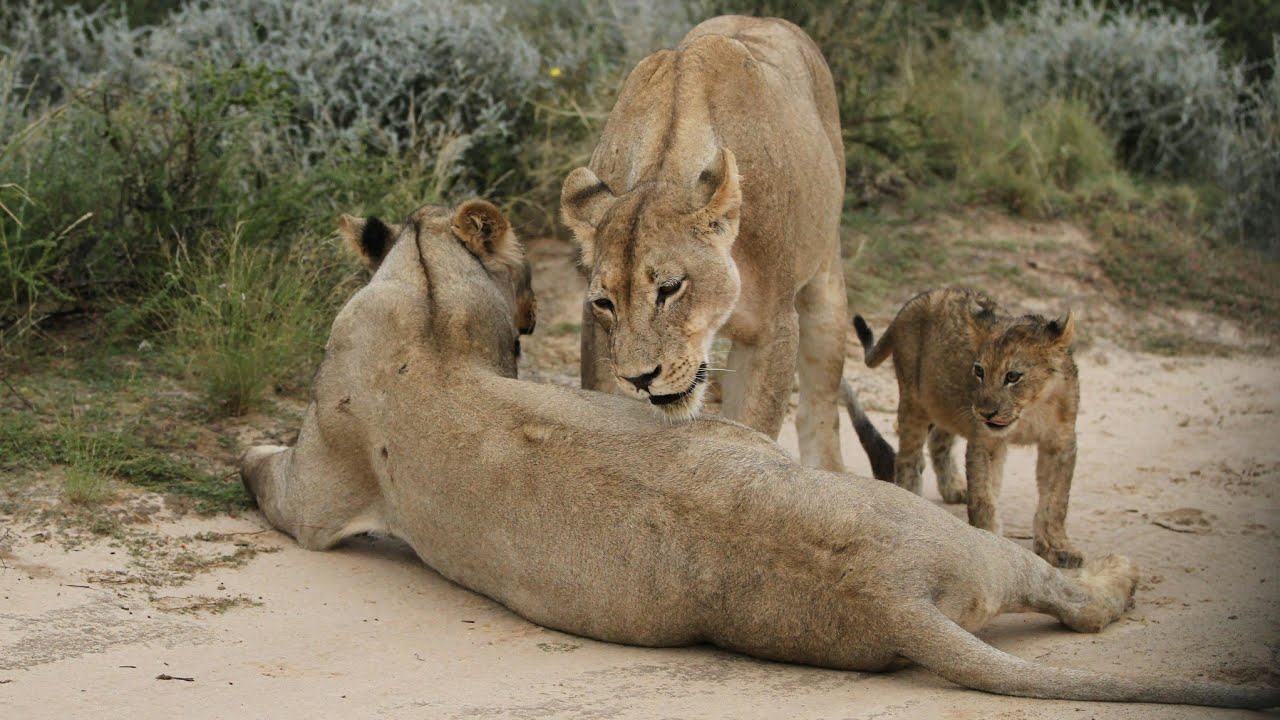 Behind every strong cub is a lioness who faced countless battles in silence | Kruger National Park