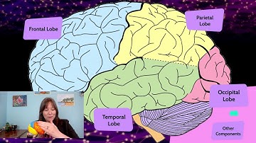 Brain Development: Intro Psychology, Biopsychology #3