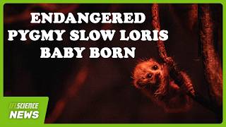 Adorable But Endangered Pygmy Slow Loris Baby Born