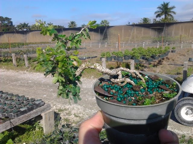 cinnamon stick plant Cinnamon Tree (Cinnamomum verum) - Live Plant