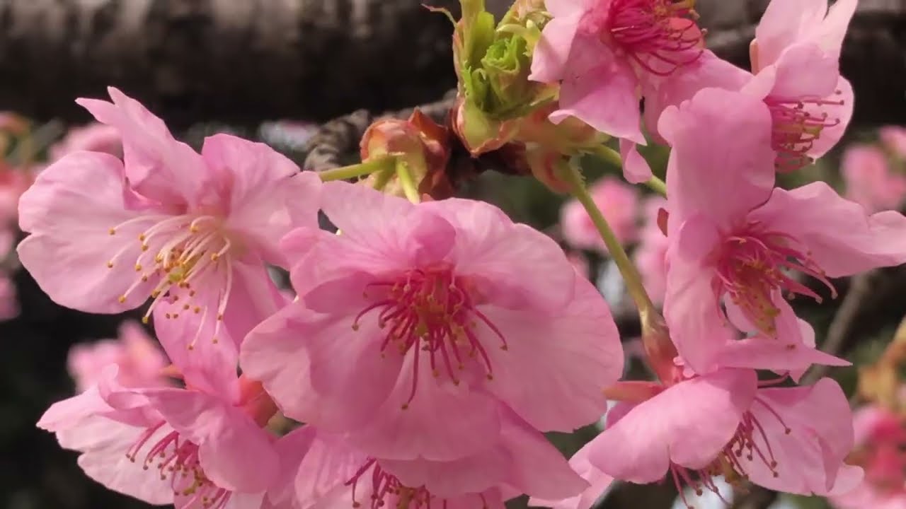 2026年2月27日河津桜(青葉の森公園)