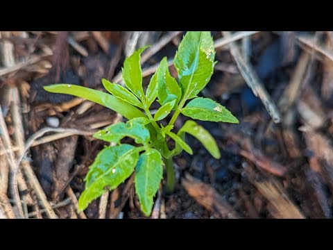 My first June plum plant from seed