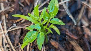 My first June plum plant from seed Information