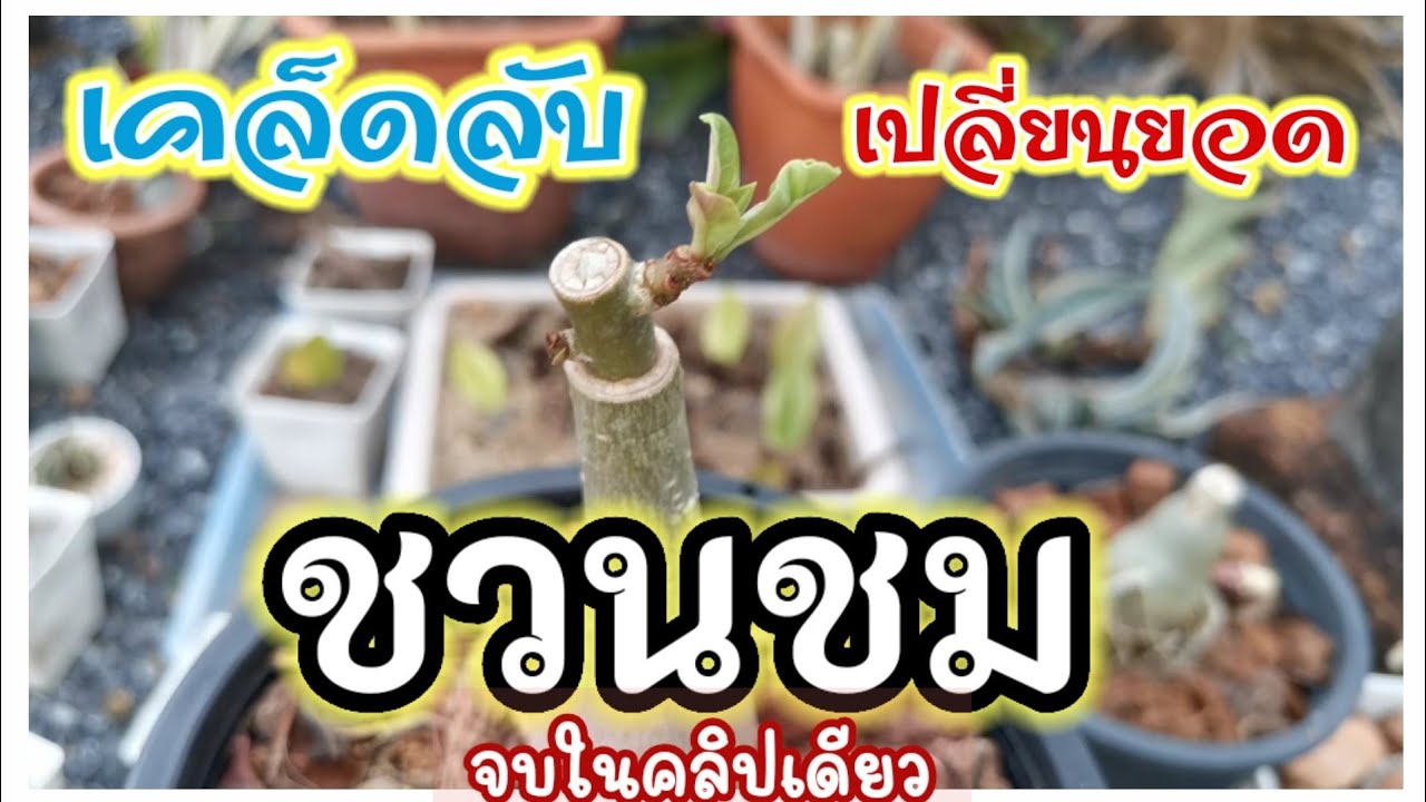 การเปลี่ยนยอดชวนชม/เสียบยอด/วินเซิร์​ฟ/นั่งแท่น/จบในคลิปเดียว