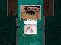 It Took Me A While To Find The Dog Shorts It Took Me A While To Find The Dog Shorts