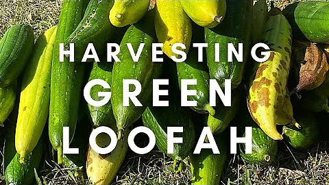 Harvesting Green Loofah