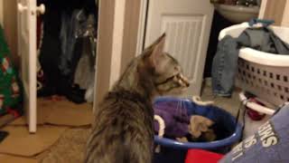 Kitten chit chatters at the ceiling ❤️ by HeyThere 42 views 2 months ago 1 minute, 2 seconds