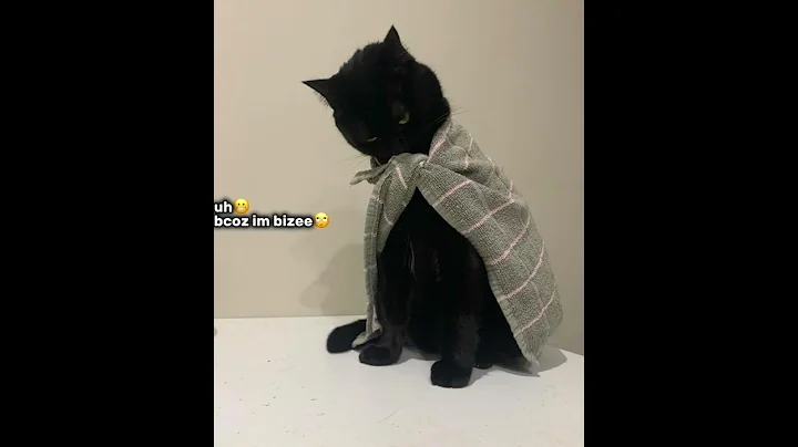 A cat’s daily base life #memes #funny #foryou #funnyvideo #funnyshorts #viralvideo #viral #shortsfyp