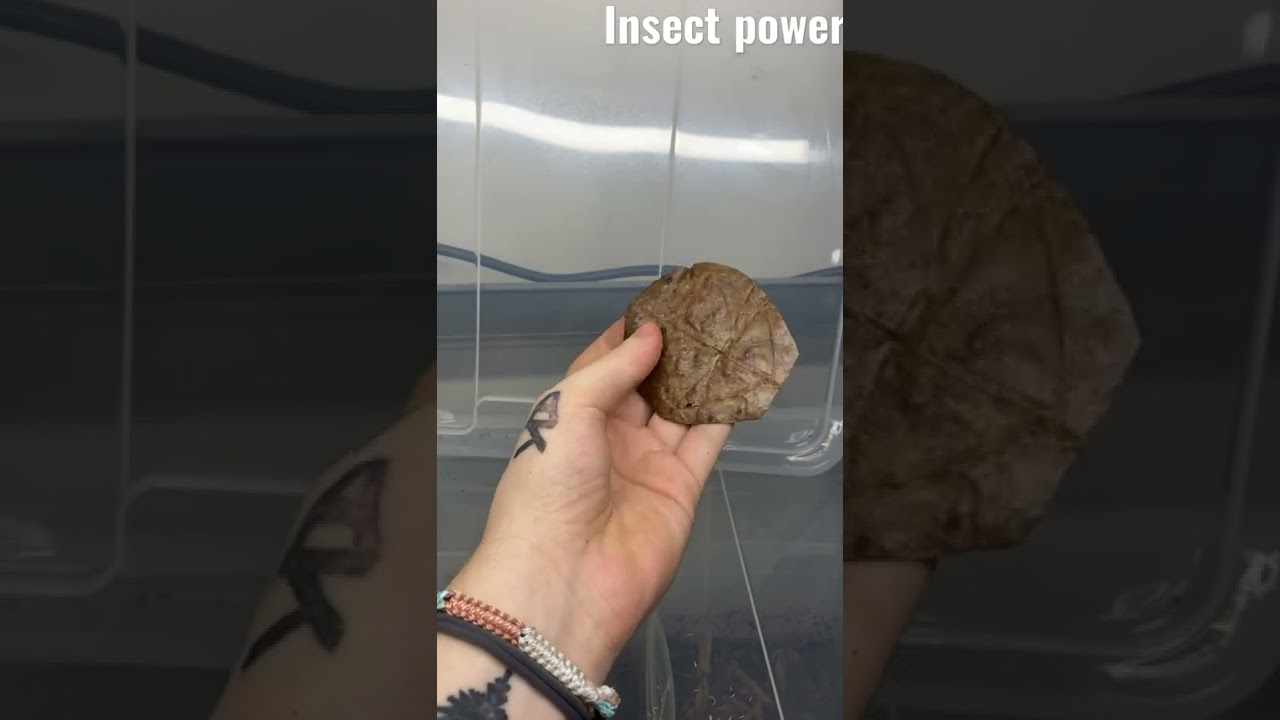 Leaves To Insect Transformation 