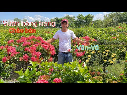Video Vườn bông trang Mỹ nhung,Mỹ Hồng,đỏ nhung chào giá…/????... - youtube
