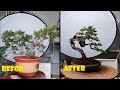 How to bend a bonsai  great bonsai bending skills 188