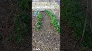 Büyüyen Bereket - Fasülyelerim Yeşerdi