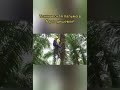 В чем вред пальмового масла?  Ч. 1