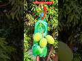 Mango fruit Picker / mango plucking idea #shorts #fruitplucker #gardenshorts #bottlepicker