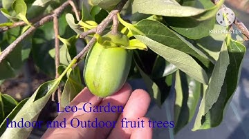 Compair size of Giant Hana Fuyu and Giant Fuyu persimmon and Fuyu persimmon and Jiro fuyu persimmon.