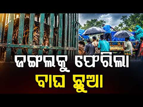 ଜଙ୍ଗଲକୁ ଫେରିଲା ବାଘ ଛୁଆ | Rescued Tiger Cub Recovers, Released Into Similipal Enclosure | Argus News