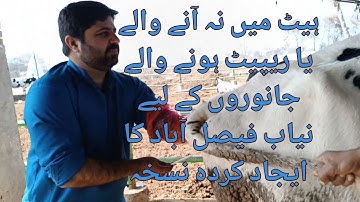 How to get Cow/Buffalo pregnant without waiting for their heat period