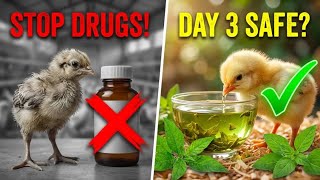 I Tried This Natural Trick on My 3-Day-Old Chicks and Couldn't Believe the Results