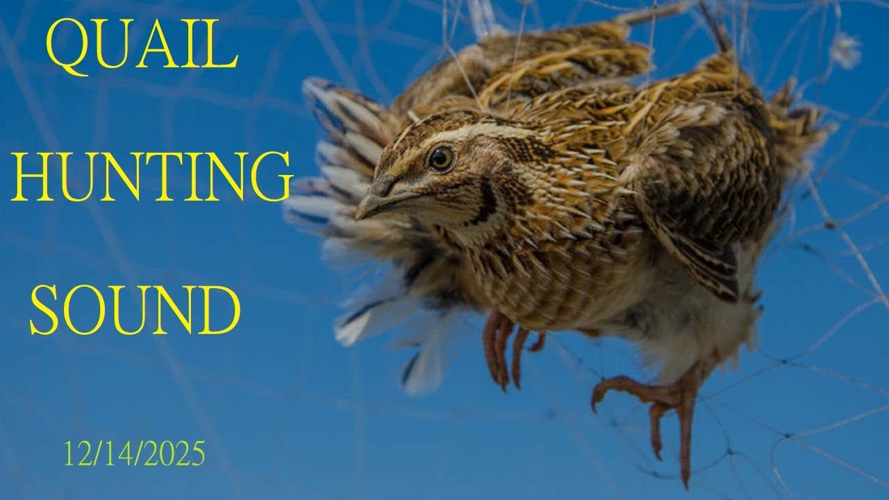 The Best Common Quail | Hunting Sound You'll Love | Eng yaxshi bedana ovozi