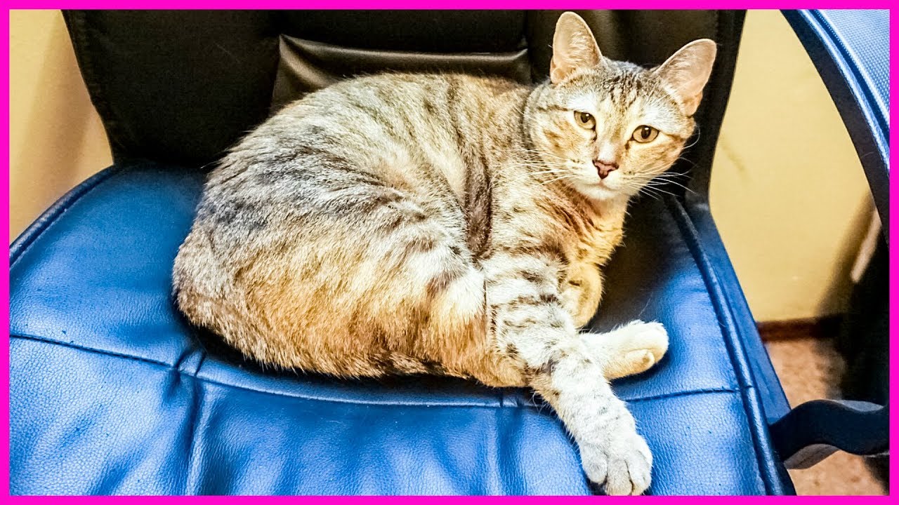 How To House Sit Cats Like A Pro YouTube