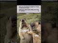 #shortsfeed #memes #funny #humor #humormemes #fyp #memes2025 #momazo