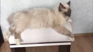 Котёнок Дуглас белые лапки. Весеннее настроение Котёнок Дуглас белые лапки. Весеннее настроение