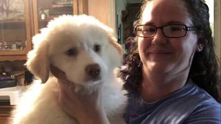 Dog Rescue Foster Parents ROCK