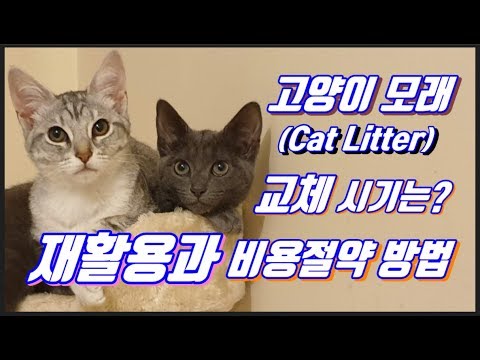 고양이 화장실 모래 (Cat Litter) 비용 절감 및 청결한 사용 방법!