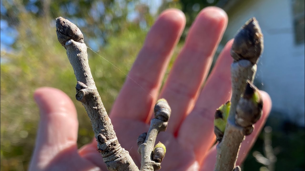Morus Nigra...Persian and Black Beauty Mulberry Trees... Considered the best mulberries in the world