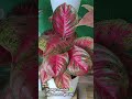 So inlove 😍 #aglaonema #aglaonemalovers #indoorplants #plantlover