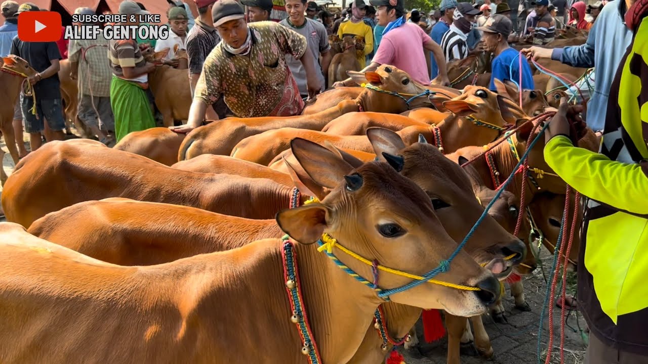 Wow Penuh!! Sapi Bakalan Madura Harga Murah 6 Jutaan Stok Melimpah Terjangkau Pasar Maron Probolingg