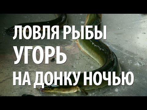 на что ловится угорь в рыбалке для друзей