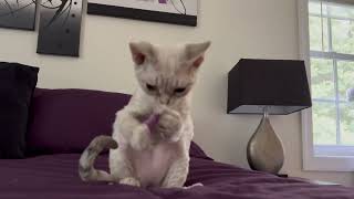 Devon Rex Playing by Yoko Kat 2,327 views 1 year ago 58 seconds