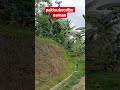 goodevning sarap tomira sa ganitong bahay dito na ako nasanay tomira#probinsyalife #neture