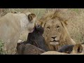 A lion pride hunts and kills a large male Cape buffalo