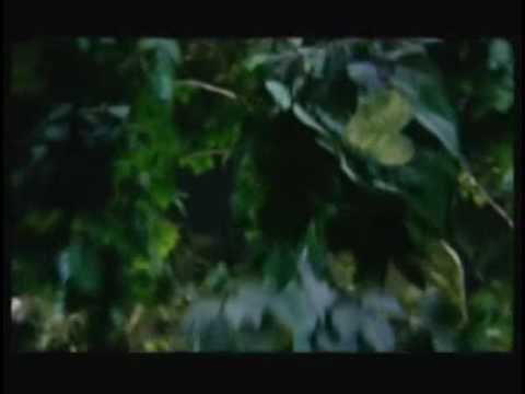 霹靂布袋戲 - 英雄寂寞 (文武冠冕寂寞侯) MV