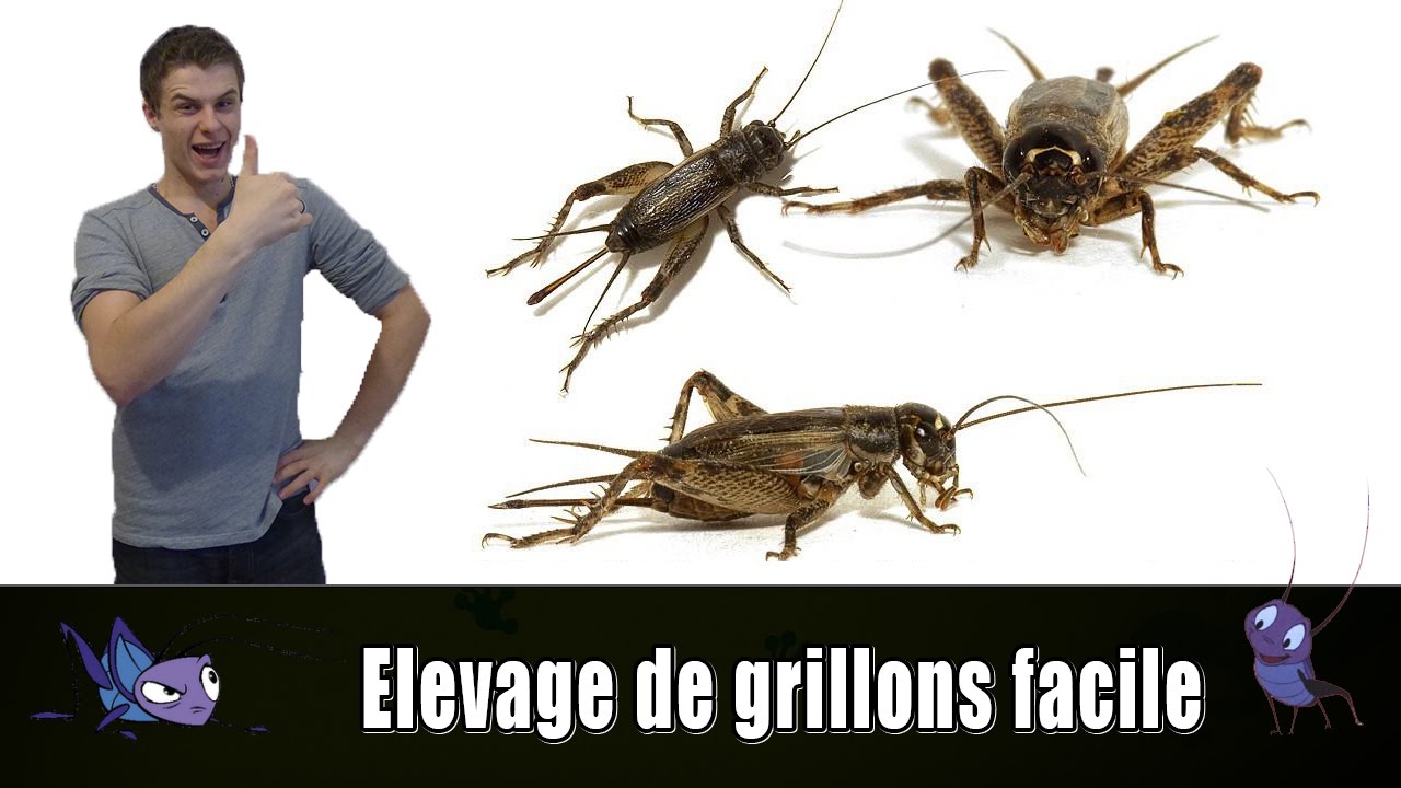 ELEVAGE DE GRILLONS FACILE TUTO EUBLEPHARIS YouTube