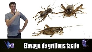 Elevage de grillons facile