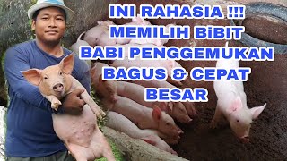 RAHASIA Memilih BIBIT BABI Penggemukan. Peternakan Babi di Bali