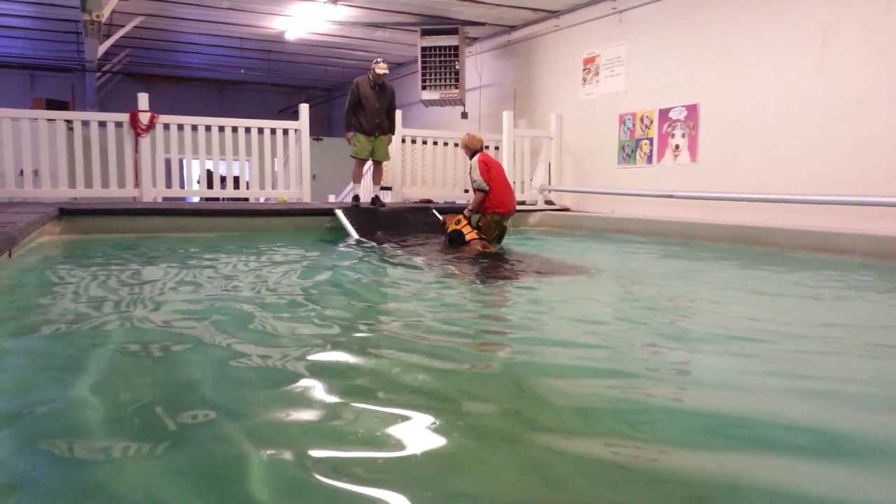 Recreational Swim for Dogs Indoor dog pool YouTube